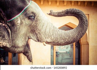 Elephant. India, Jaipur, State Of Rajasthan.