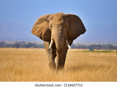 `Elephant infant of Mount Kilimanjaro Amboseli 