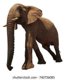 Elephant Isolated. African Elephant Cutout On White Background