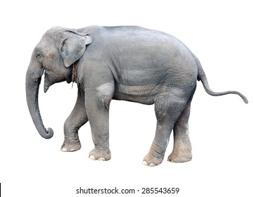 Elephant Isolated On White