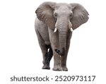 elephant isolated on white background.