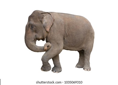 Baby Elephant Images, Stock Photos & Vectors | Shutterstock