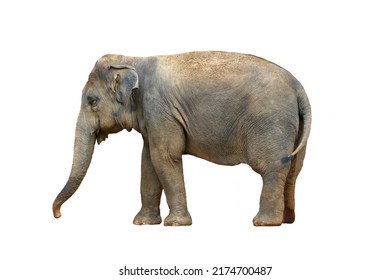 Elephant Isolated On White Background Stock Photo 2174700487 | Shutterstock