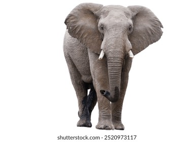 elephant isolated on white background.