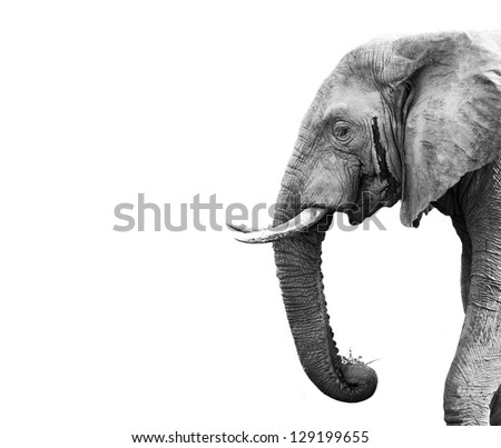 Elephant Isolated on White Background