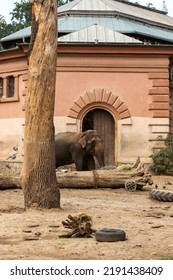 Elephant Isolated In The Zoo Habitat