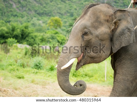 Elephant with  Ivory