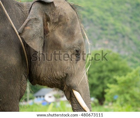 An Elephant with  Ivory
