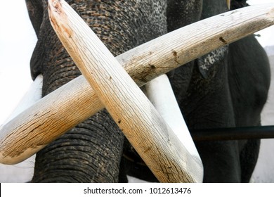 Elephant ivory in crossing shape. Concept of stop ivory trade for poster, advertisement, animal protection project. - Shutterstock ID 1012613476
