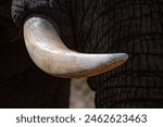 elephant ivory tusk close up in kruger park south africa detail