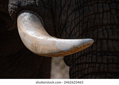 elephant ivory tusk close up in kruger park south africa detail - Powered by Shutterstock