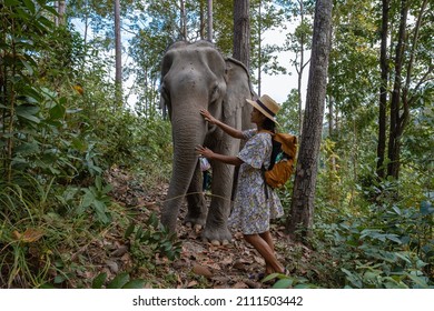 Elephant in the jungle at a sanctuary in Chiang Mai Thailand, Elephant farm in the mountains jungle of Chiang Mai Thailand. Elephant Sanctuary Chiang Mai Northern Thailand, woman with elephant