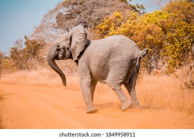 Elephant In Kafue National Park