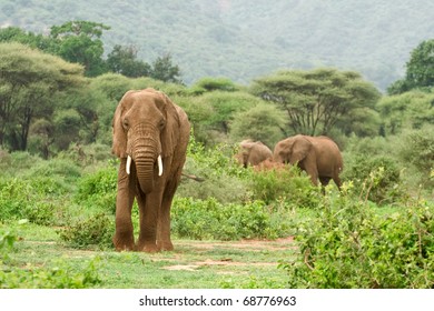 Elephant In Lake Manyara National Park