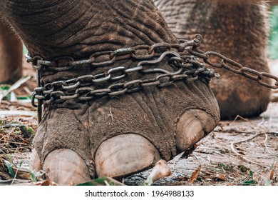 Elephant Leg Captured in Chain. Close up. Animal Violence - Powered by Shutterstock