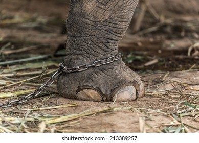 Elephant Leg Chained 