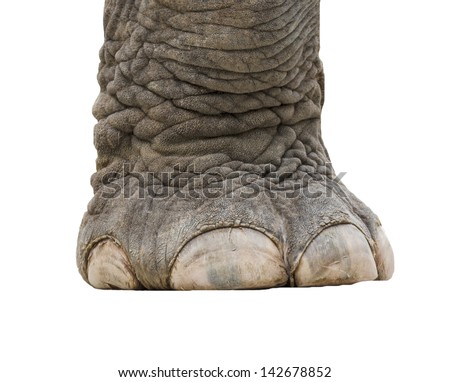 elephant leg isolated