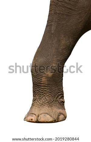 elephant leg isolated on white background. This has clipping path.