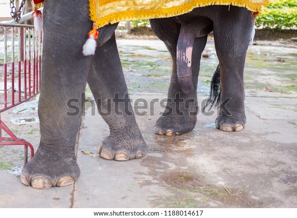 Elephant legs and\
genitals