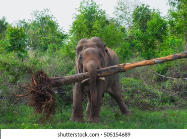 Elephant Lifted The Tree.