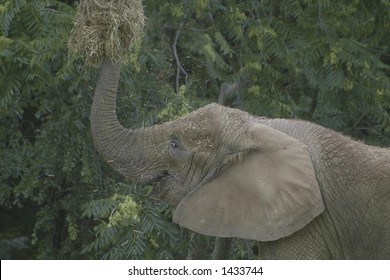 Elephant At Lincoln Park Zoo