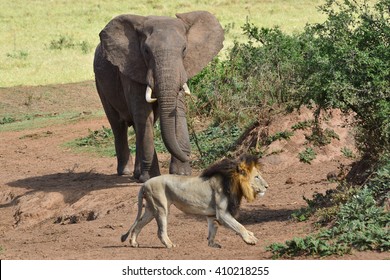 Elephant And A Lion 