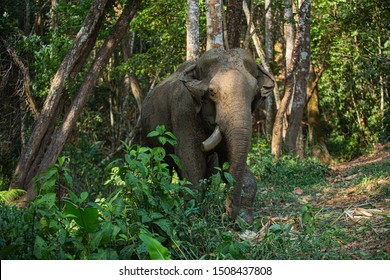 Elephant living in the jungle, It is feeding and greenery environment as the background,Northern Thailand