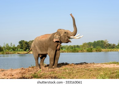 elephant with long ivory raise its trunk while eating
