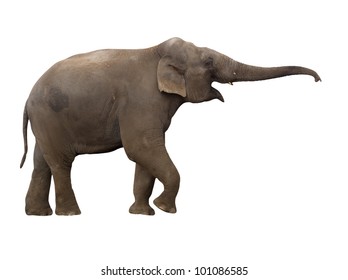 175,569 Elephant trunk Images, Stock Photos & Vectors | Shutterstock