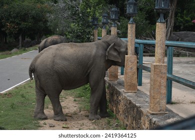 An elephant looking for food. This elephant is called 