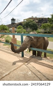 An elephant looking for food. This elephant is called 