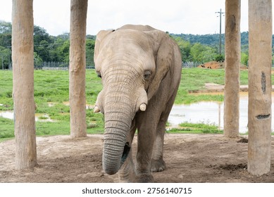 Elephant looking towards the viewer while standing under concrete pillars, protected from elements in a wildlife sanctuary with a muddy field and lush jungle in the background