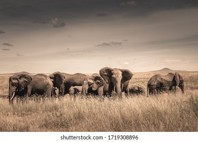Elephant (Loxodonta africana) in Serengeti NAtional Park - Shutterstock ID 1719308896