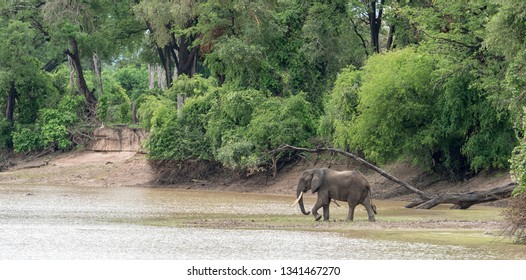 An Elephant In The Luangwa River