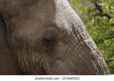 Elephant In Mapungubwe National Park