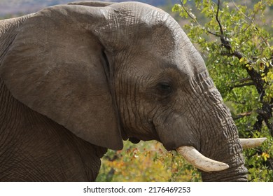 Elephant In Mapungubwe National Park