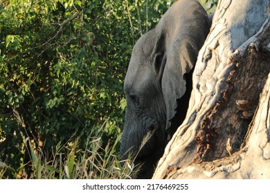 Elephant In Mapungubwe National Park