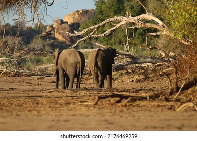 Elephant In Mapungubwe National Park