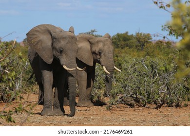 Elephant In Mapungubwe National Park