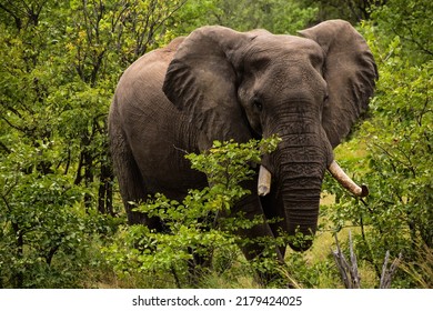 Elephant Matriarch Seen In Kruger Park