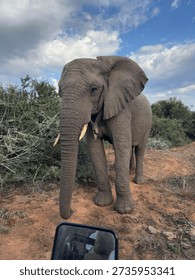Elephant matron standing in path