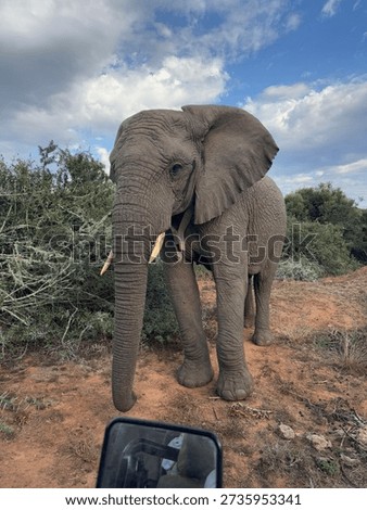 Elephant matron standing in path