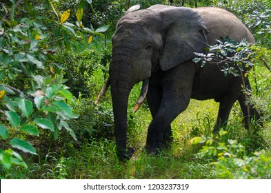 Elephant, Mole National Park, Ghana.