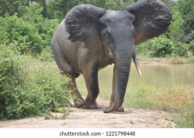 Elephant At Mole National Park Ghana.