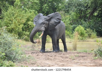 Elephant At Mole National Park Ghana.