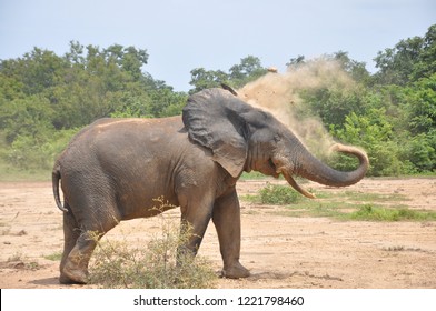 Elephant At Mole National Park Ghana.