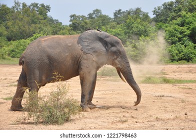 Elephant At Mole National Park Ghana.