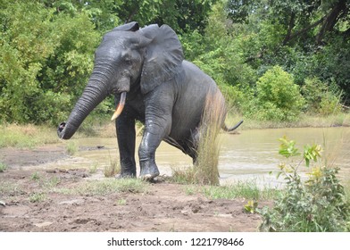 Elephant At Mole National Park Ghana.