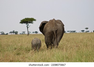 Elephant Mom And Child Walking Away