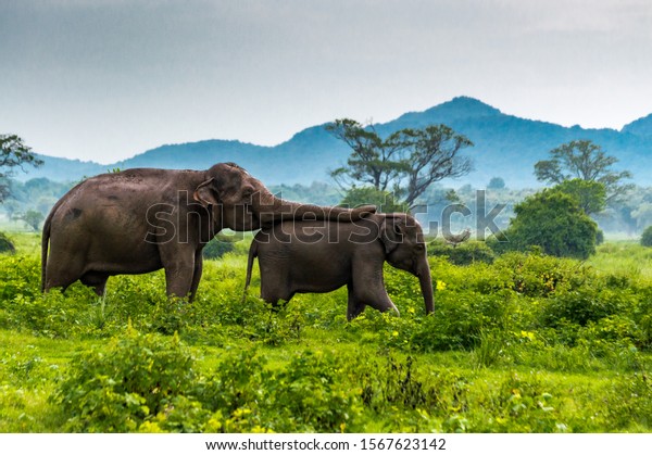 \
Elephant mom takes care of baby elephant at\
Minneriya,s National Park, Sri\
Lanka\
